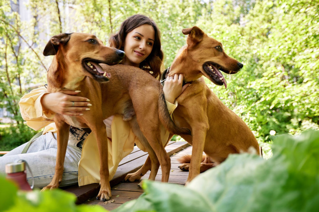 Nutrition and Exercise: The Key Factors in Extending Your Dog's Lifespan