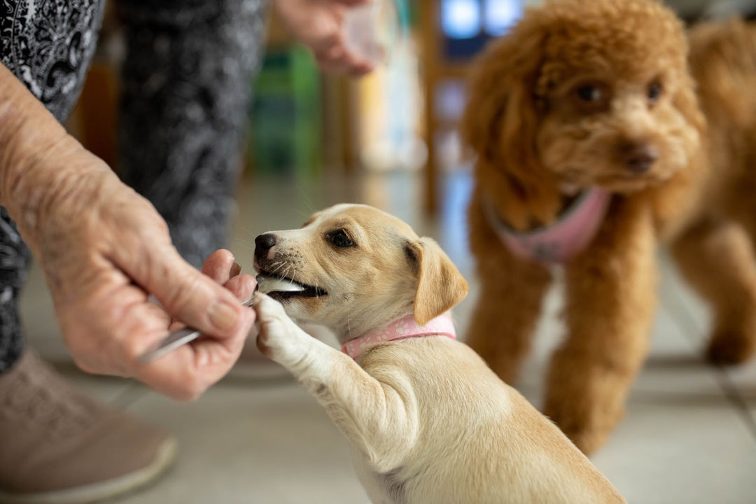 The Ultimate Guide to the Best Dog Treats for Training Your Pup