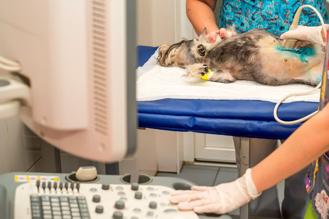 The Latest Advances in Pet Health Care