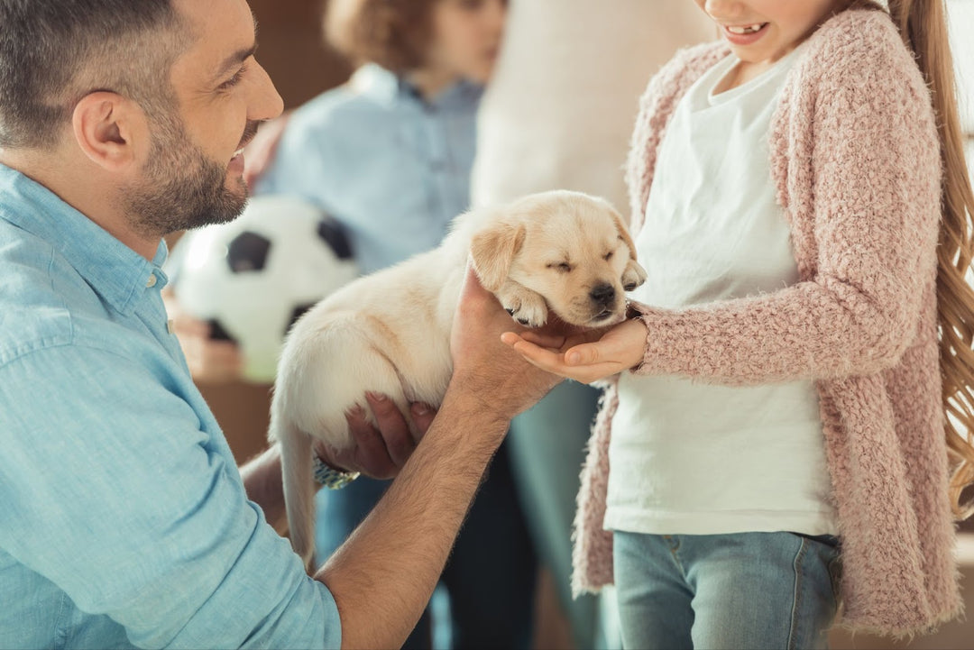10 Key Tips for New Pet Owners: A Joyful Start
