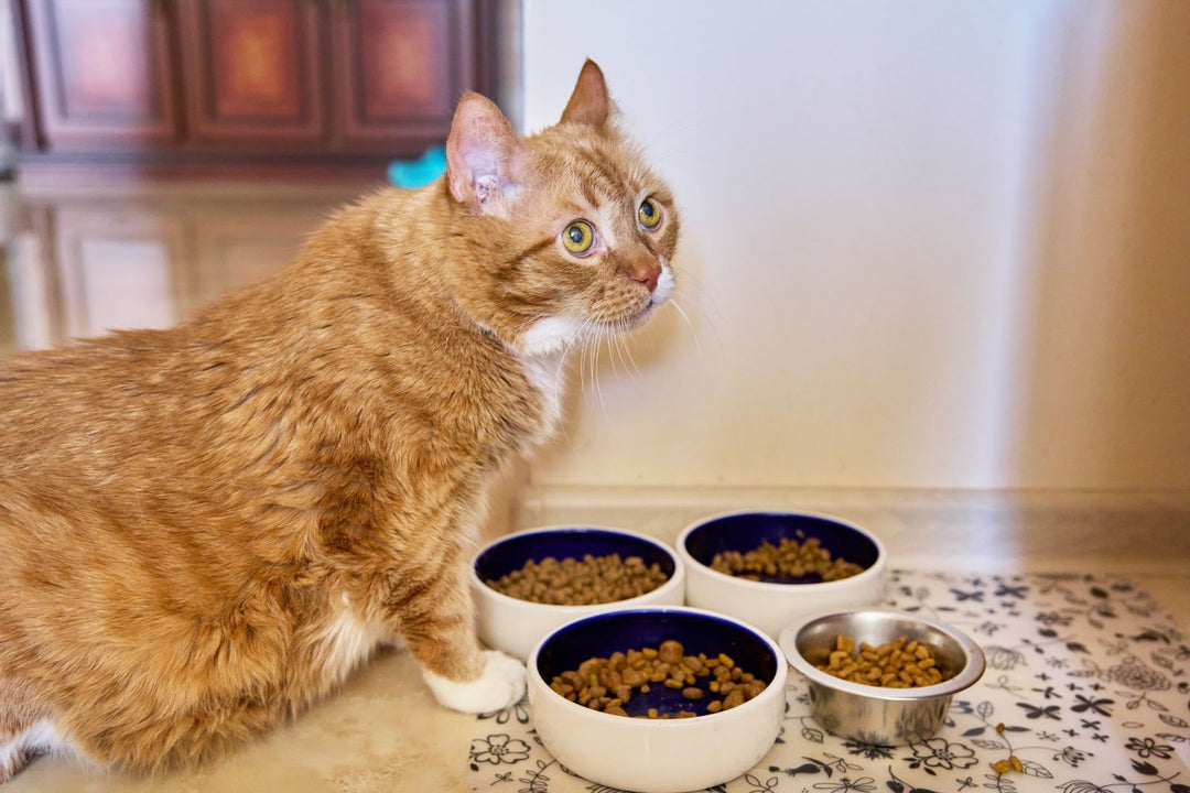 Healthy Cat Treats: What to Look for in Nutritious Snacks