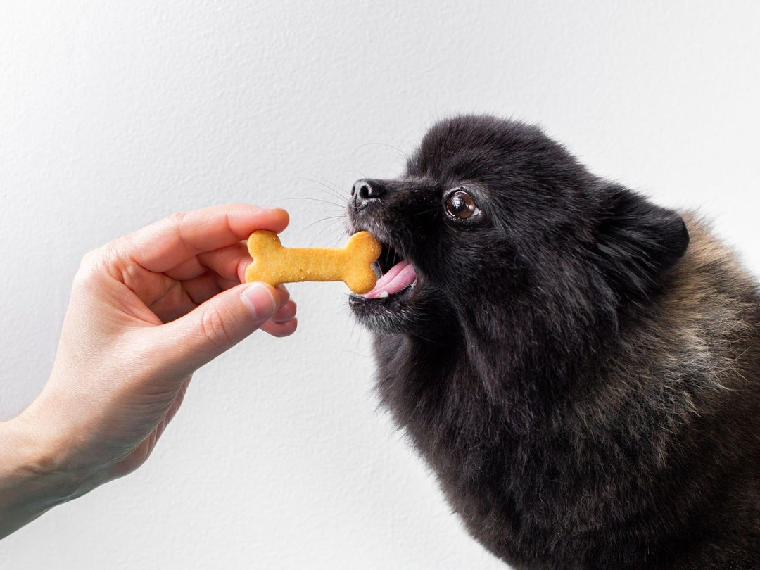 Why Buffalo Lung Dog Treats Are a  Healthy Choice for Your Canine