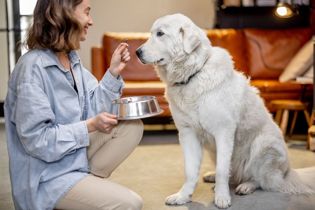 Benefits of Organ Meat for Pets