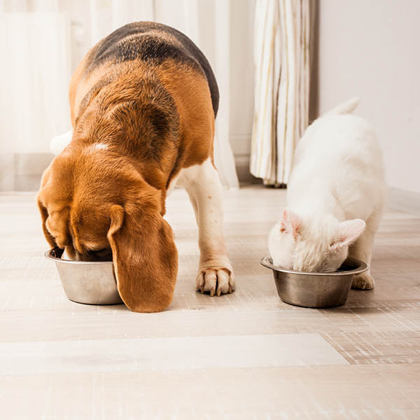 Cat and dog eating their food together.