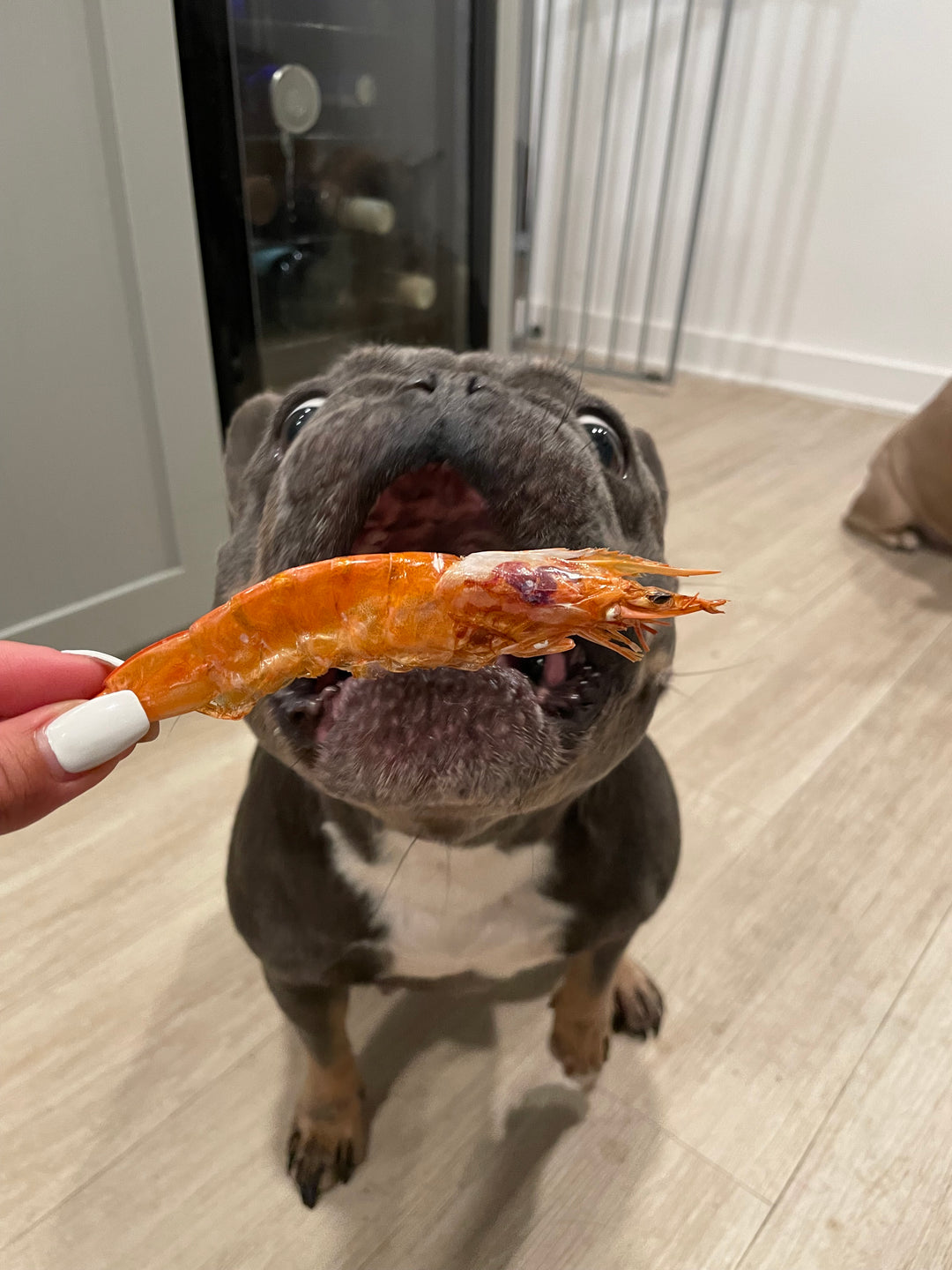 French Bulldog about to eat a delicious dehydrated shrimp from pawlistic treats. 